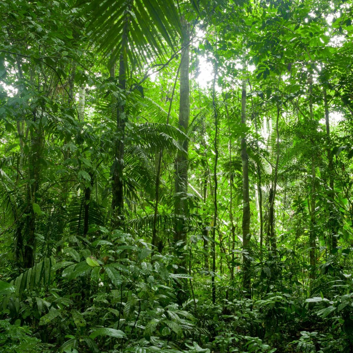 Джунгли переменно-влажных тропических лесов. Экваториальные леса и саванны. Умеренный тропический лес. Животные переменно влажных лесов северной америки