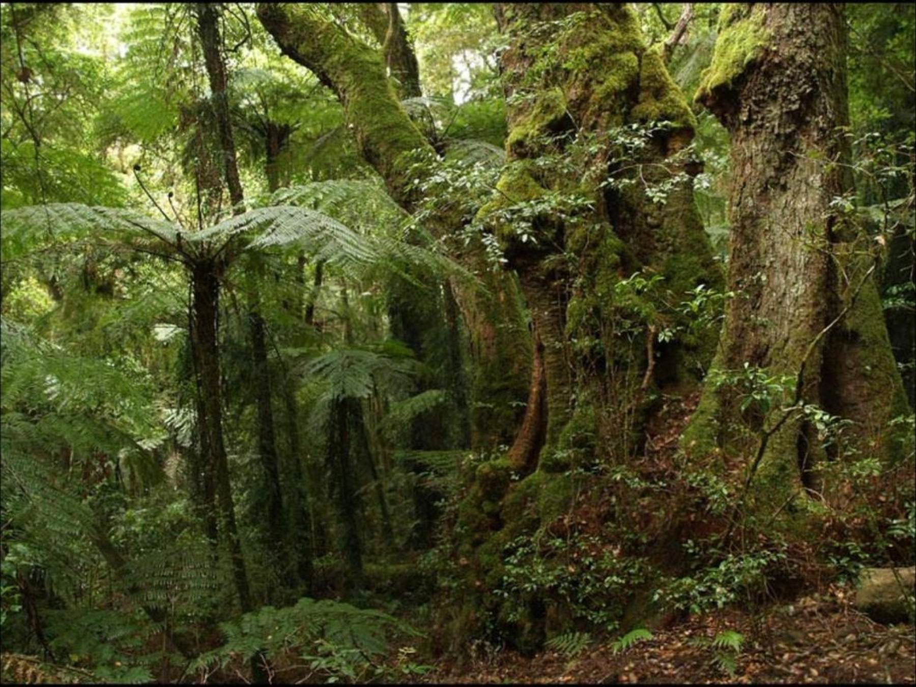 Тропики и субтропики. Субтропические леса Австралии. Вечнозеленые субтропические леса Аргентина. Субтропический лес Северной Америки. Животные переменно влажных лесов северной америки