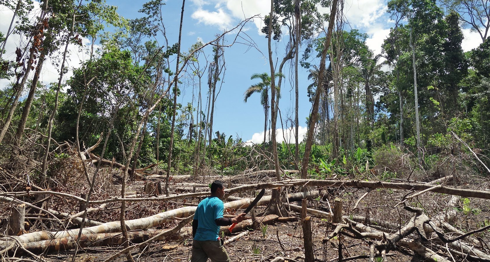 Проблема тропического леса. Тропические леса Танзании. Латинская Америка вырубка тропических лесов. Вырубка влажных тропических лесов. Разрушение тропических лесов.