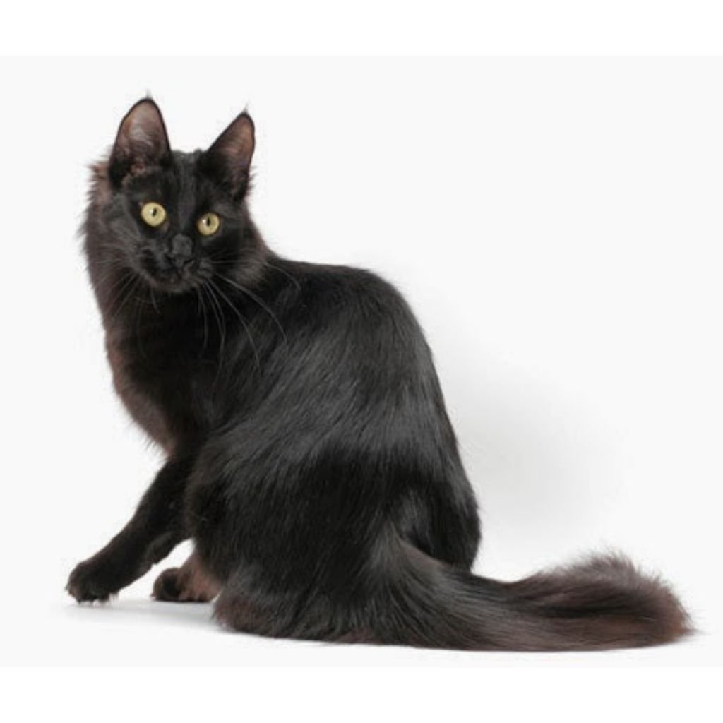 Турецкая ангора черного окраса