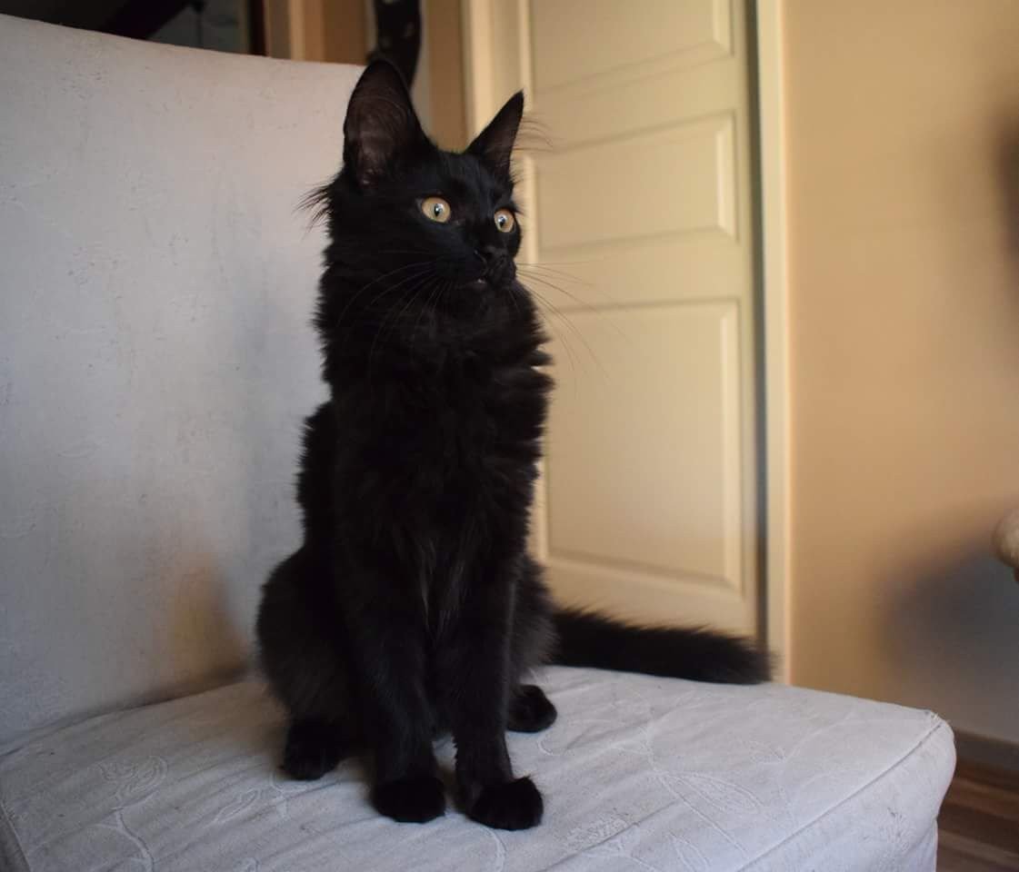 Ангорский кот черный