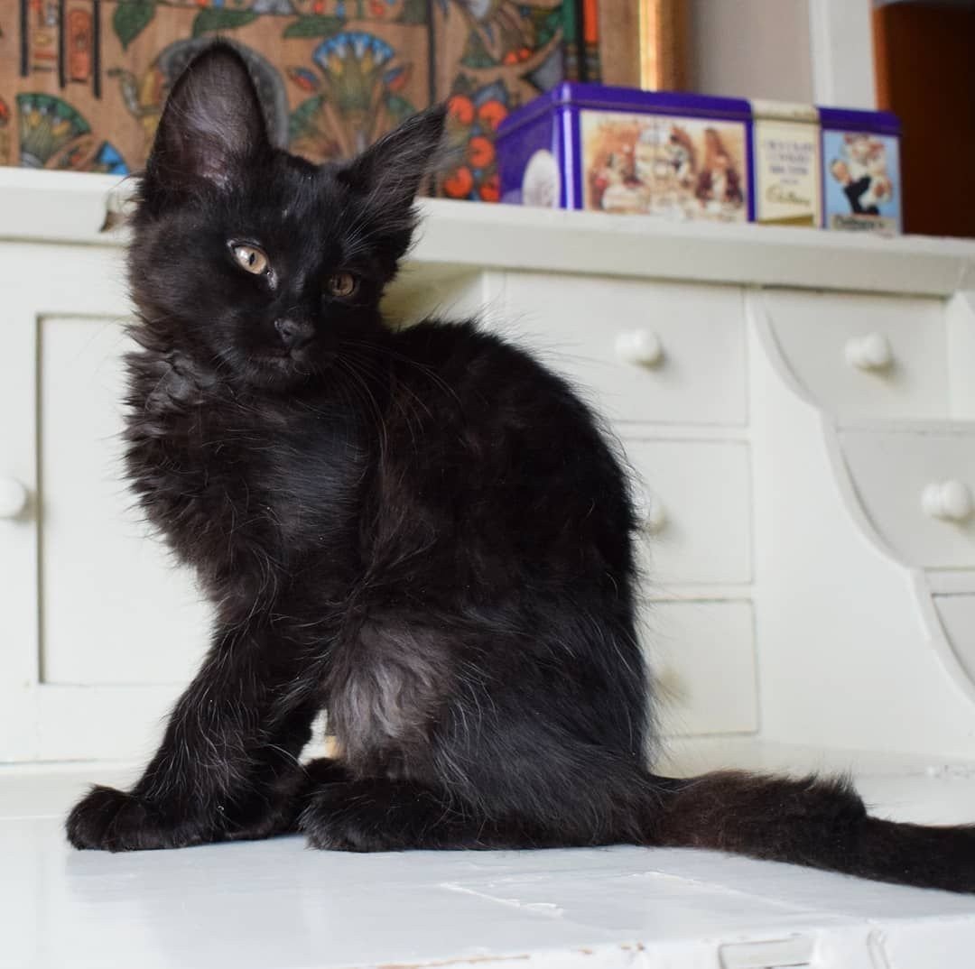 Турецкая ангора черная