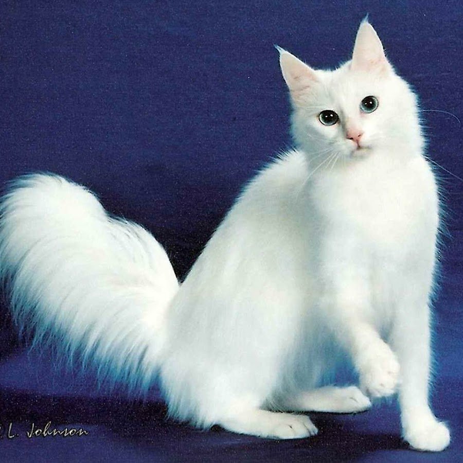 Кот ангора белый