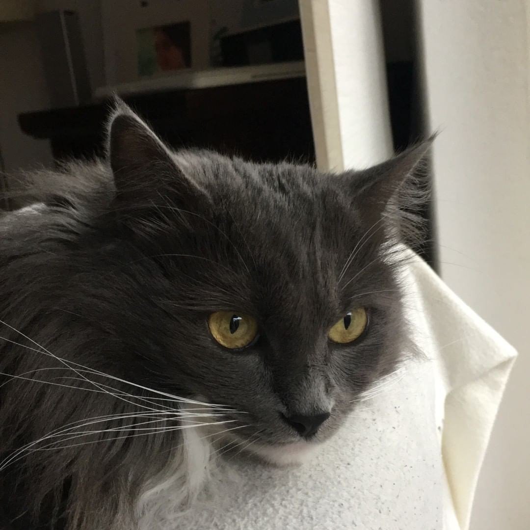 Черный ангорский огромный кот