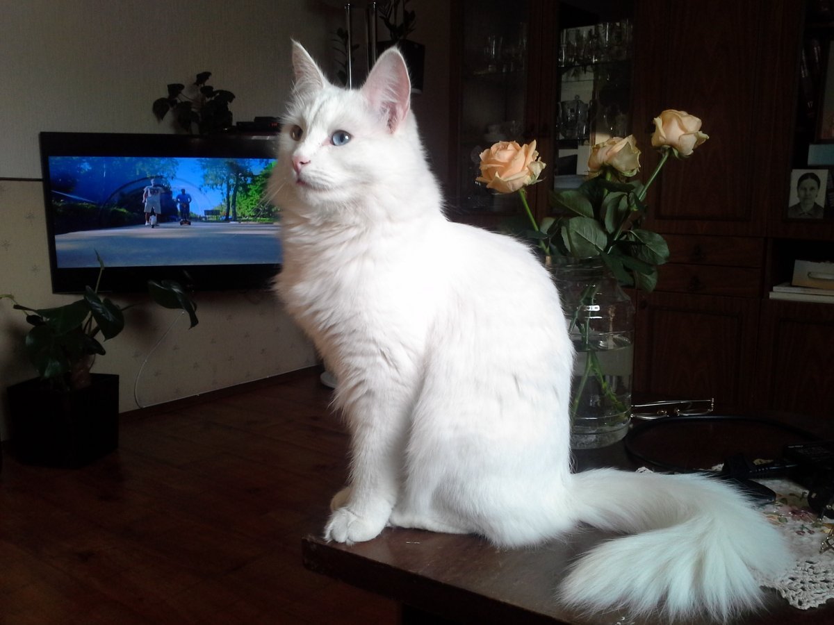 Турецкая ангора мраморная