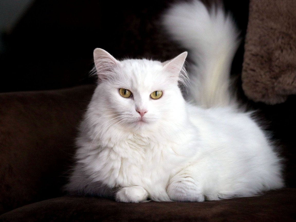 Ангорская кошка