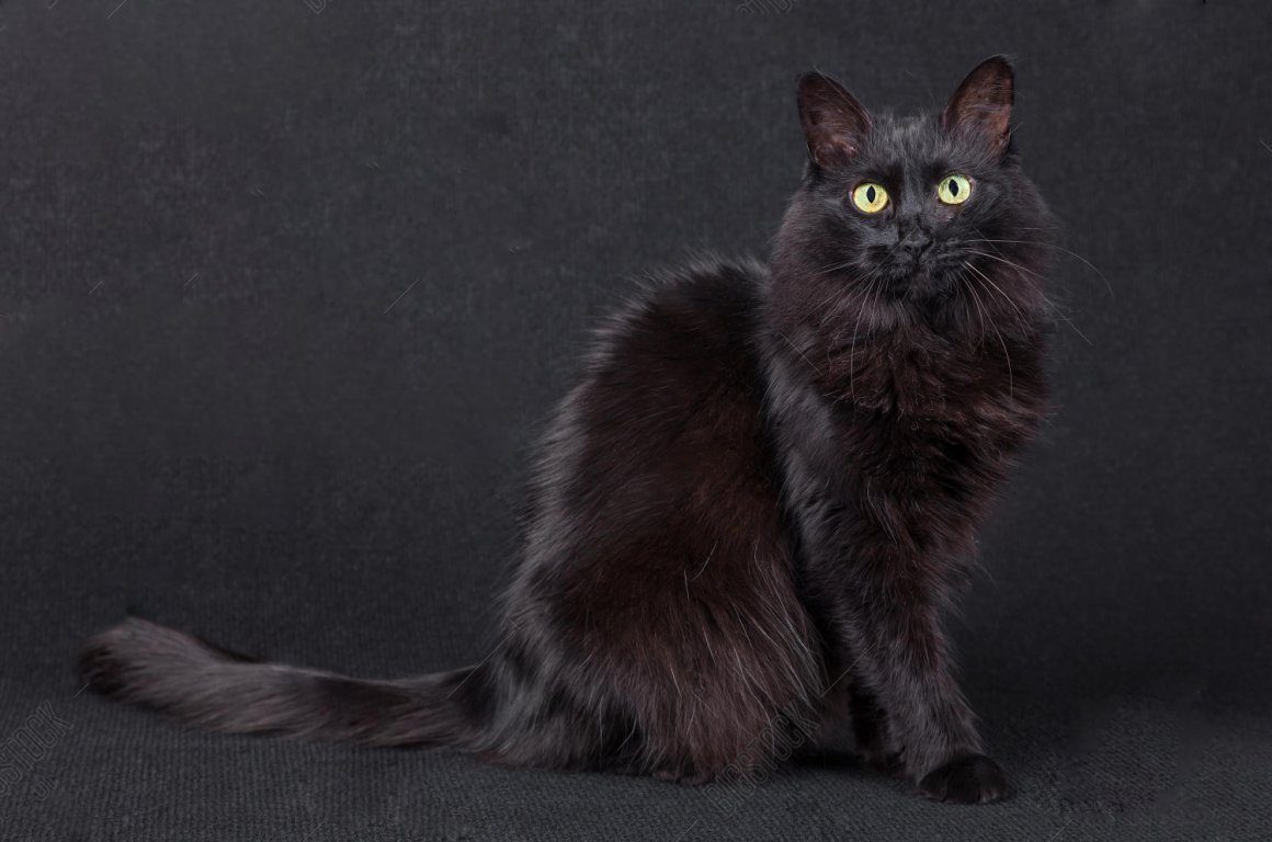 Турецкая ангорская кошка черная