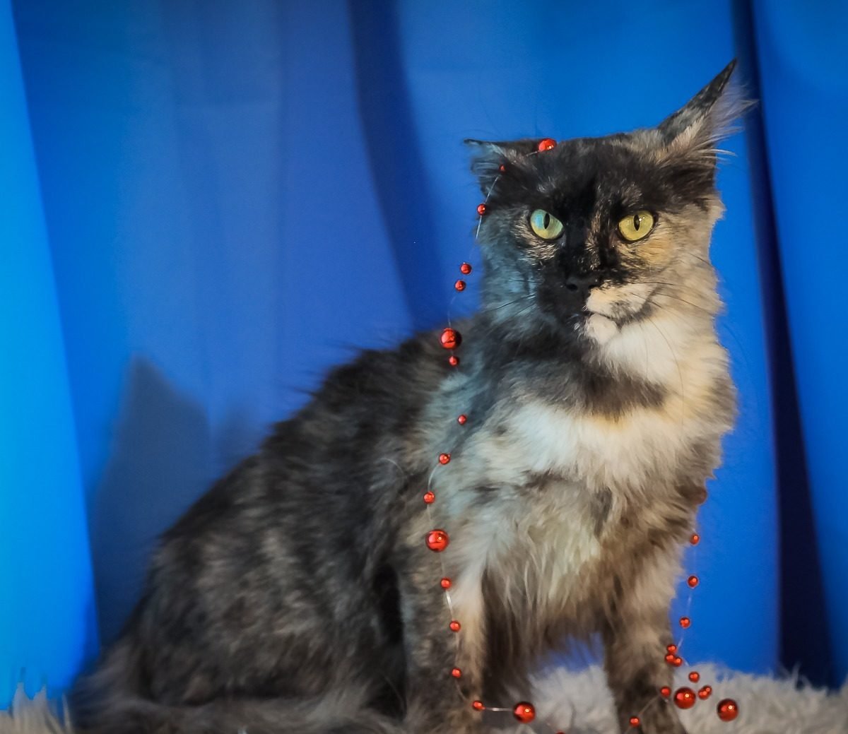 Черная дымчатая турецкая ангора