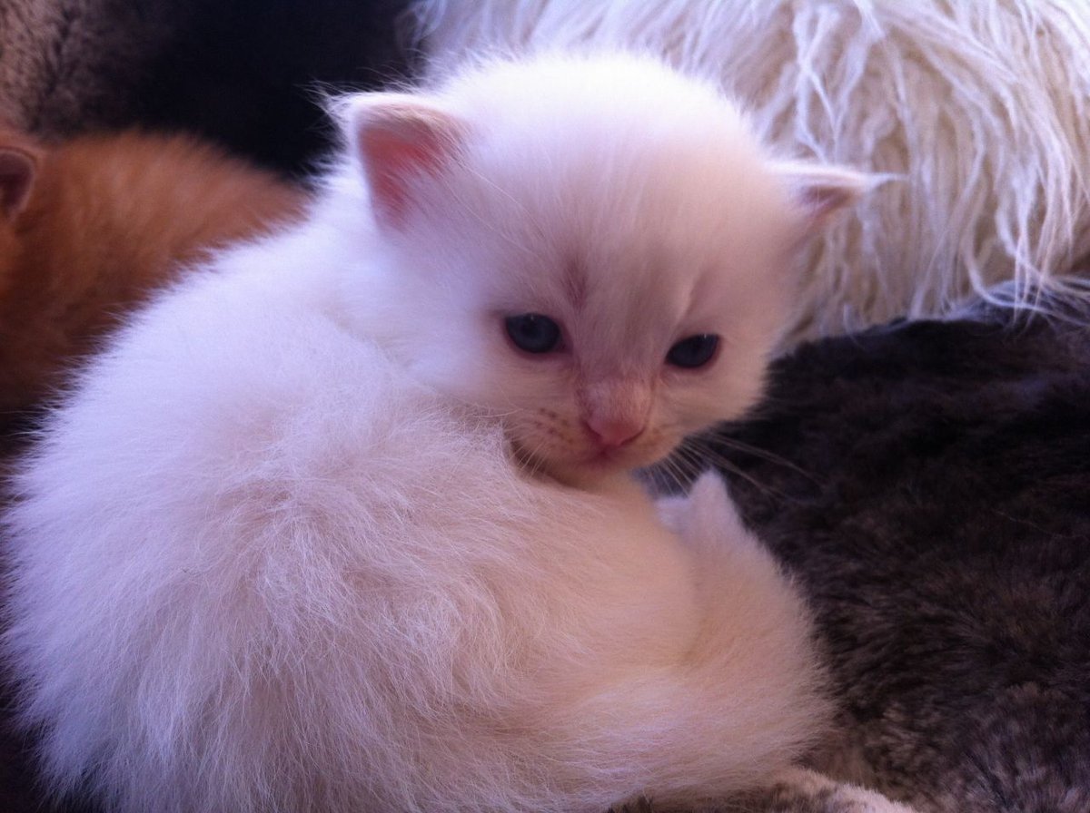 Новорождённые котята ангорки