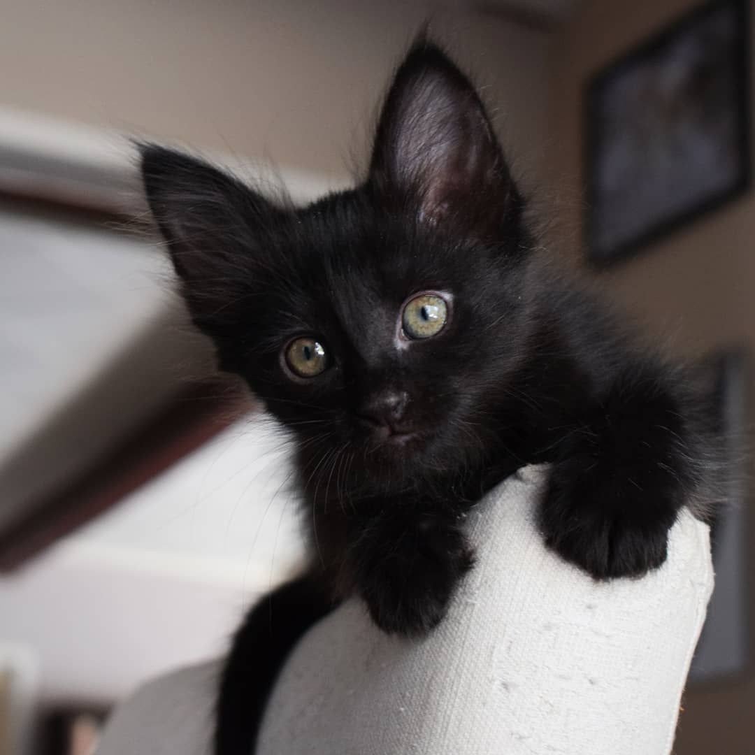 Турецкая ангора кот черный