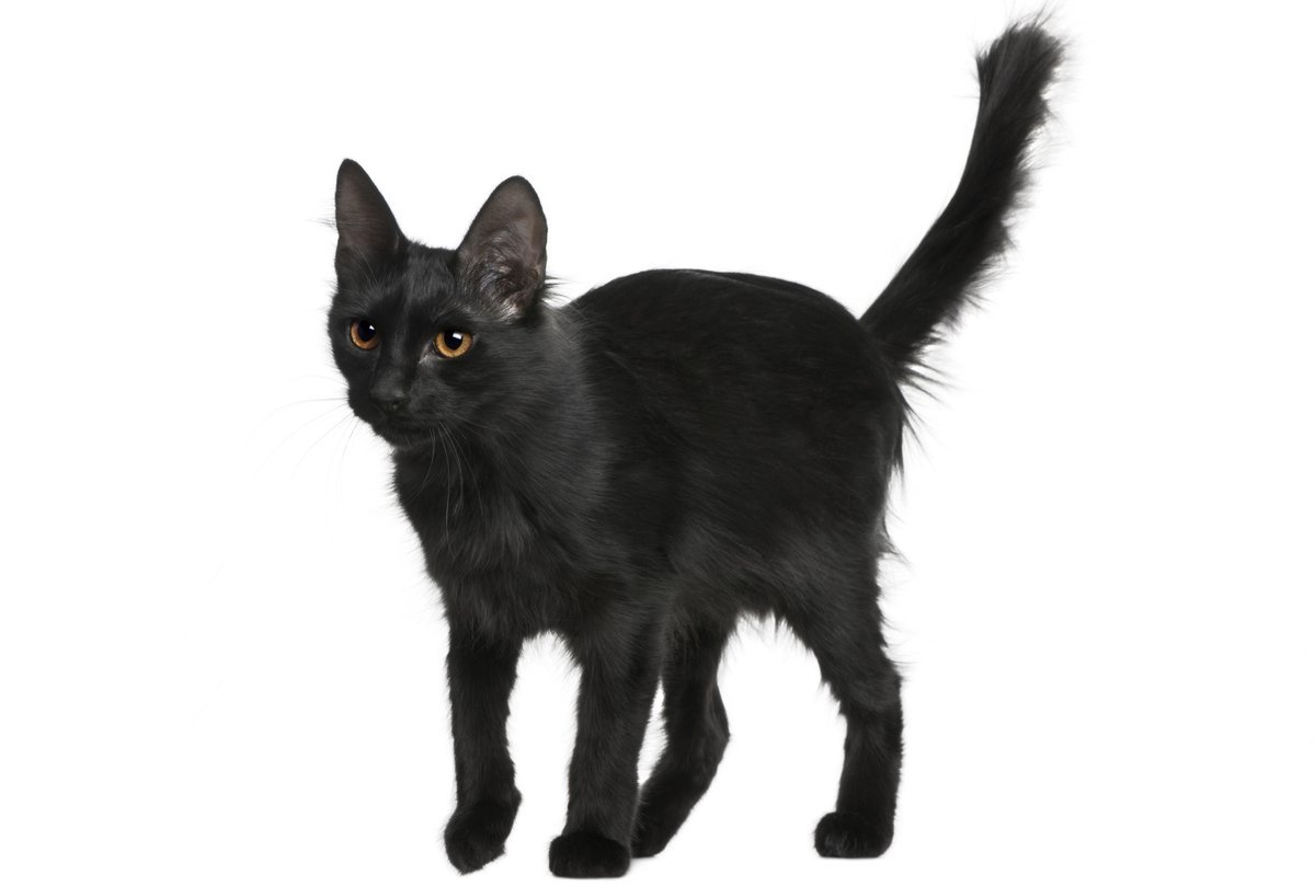 Атаксия турецкой ангоры