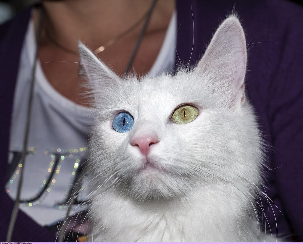 Ангорская кошка Калико