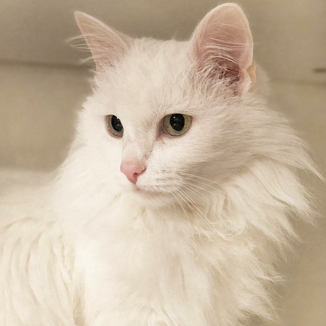 Белый ангорский кот