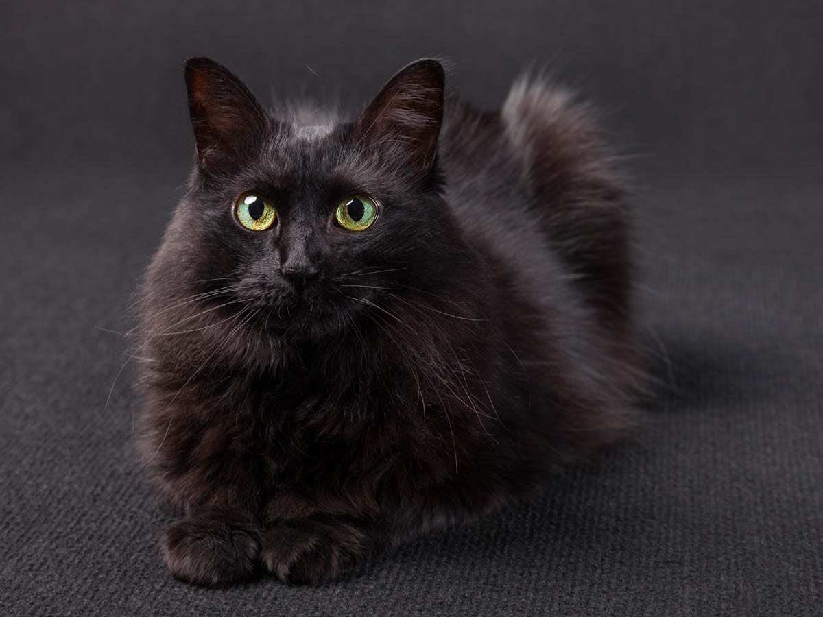 Турецкая ангора черная