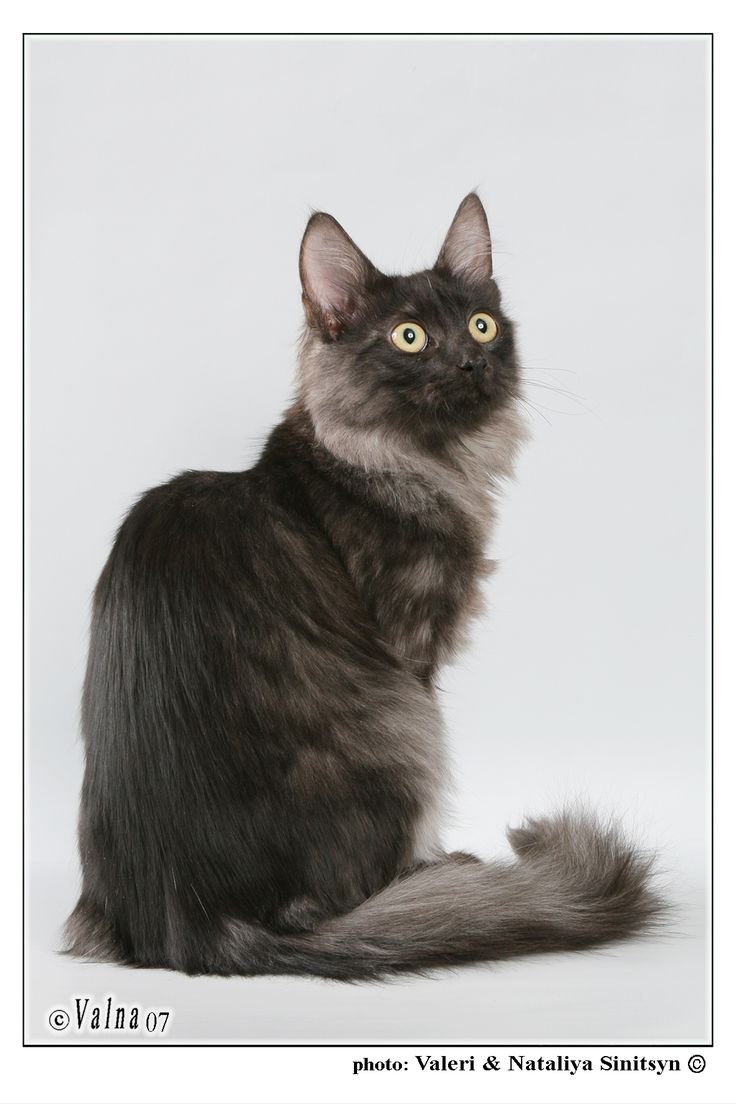 Турецкая ангора кошка черная