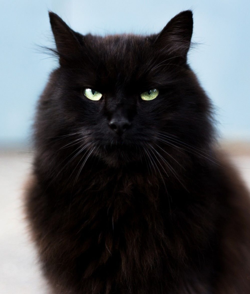 Сибирский длинношерстный черный кот