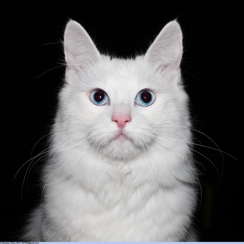 Турецкая ангора кот биколор