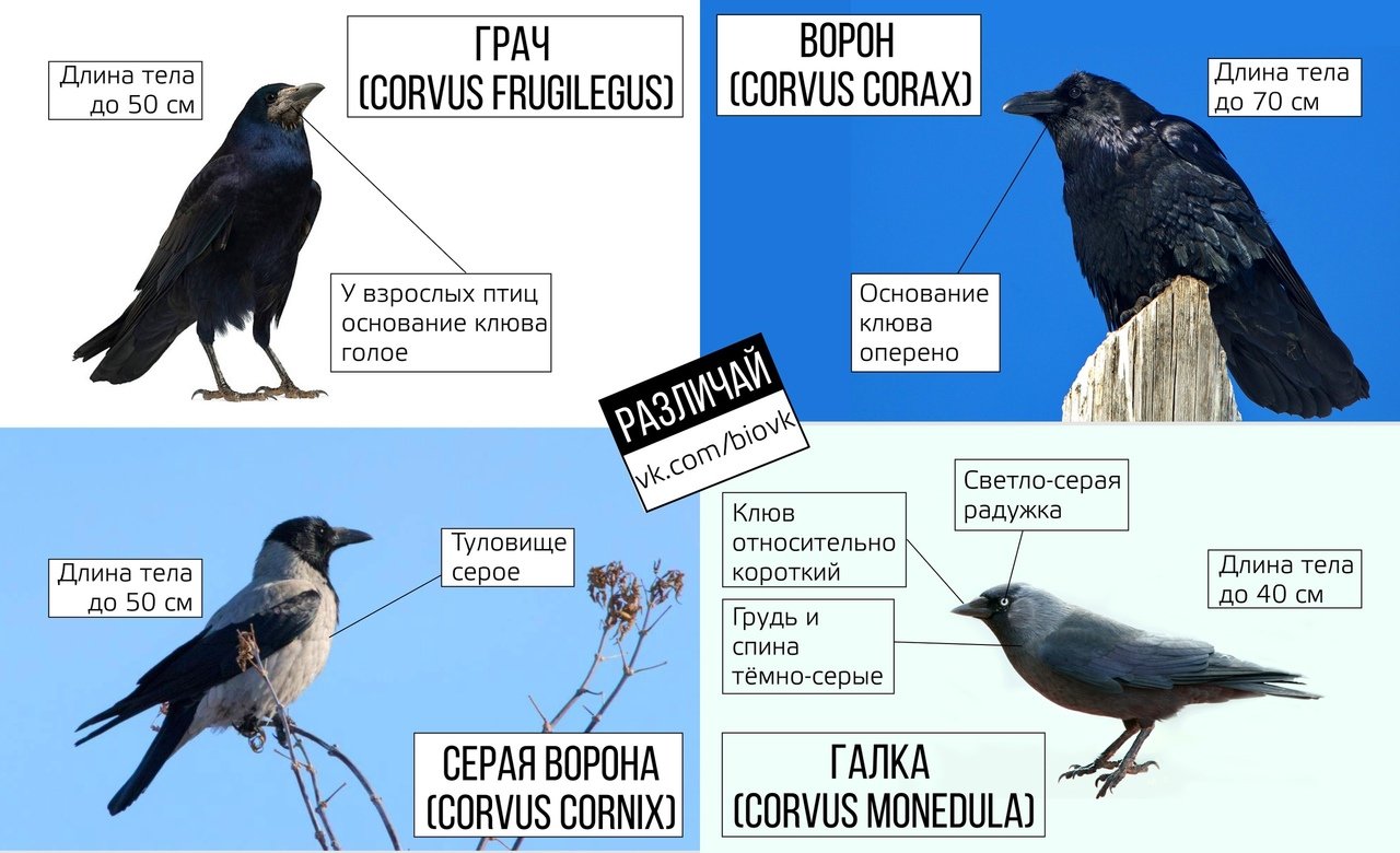 Размеры птиц сравнение. Врановые птицы. Врановые птицы классификация. Отряд врановые. Семейство врановых схема.