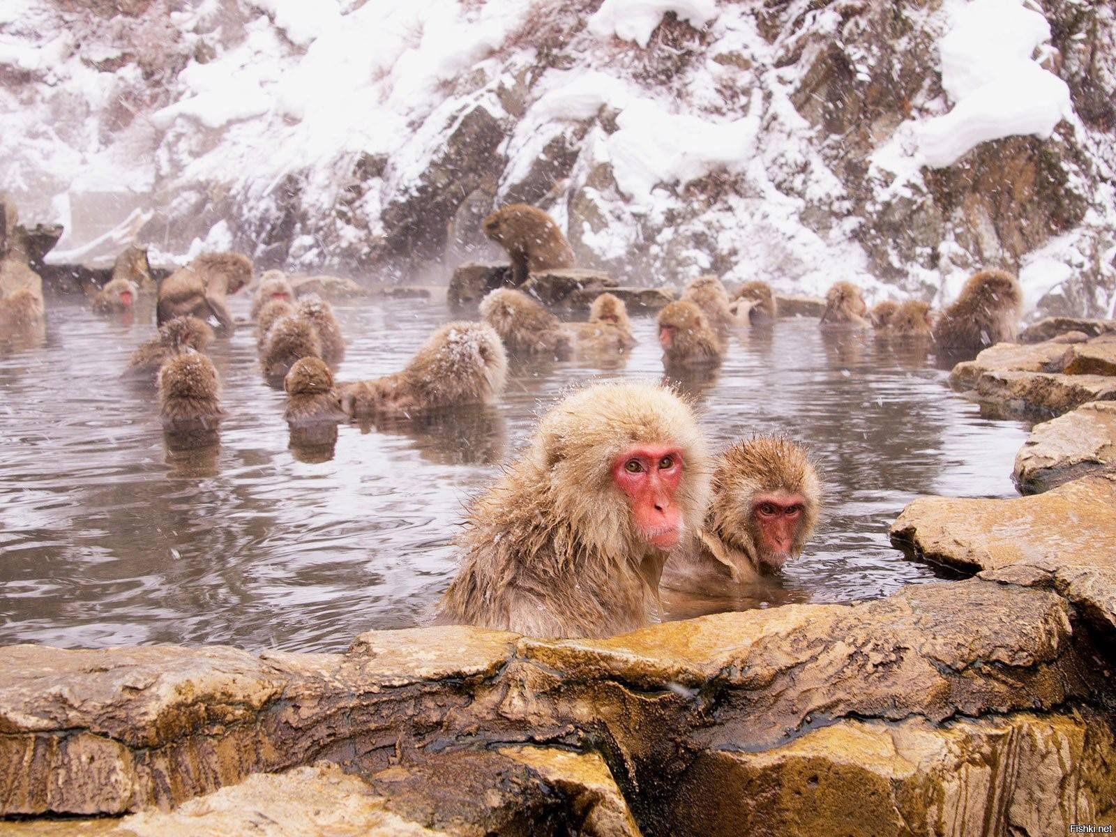 Обезьяна купается в теплой. Парк Джигокудани Япония. Парк снежных обезьян Дзигокудани. Парк обезьян Джигокудани парк. Парк обезьян Джигокудани в Японии.