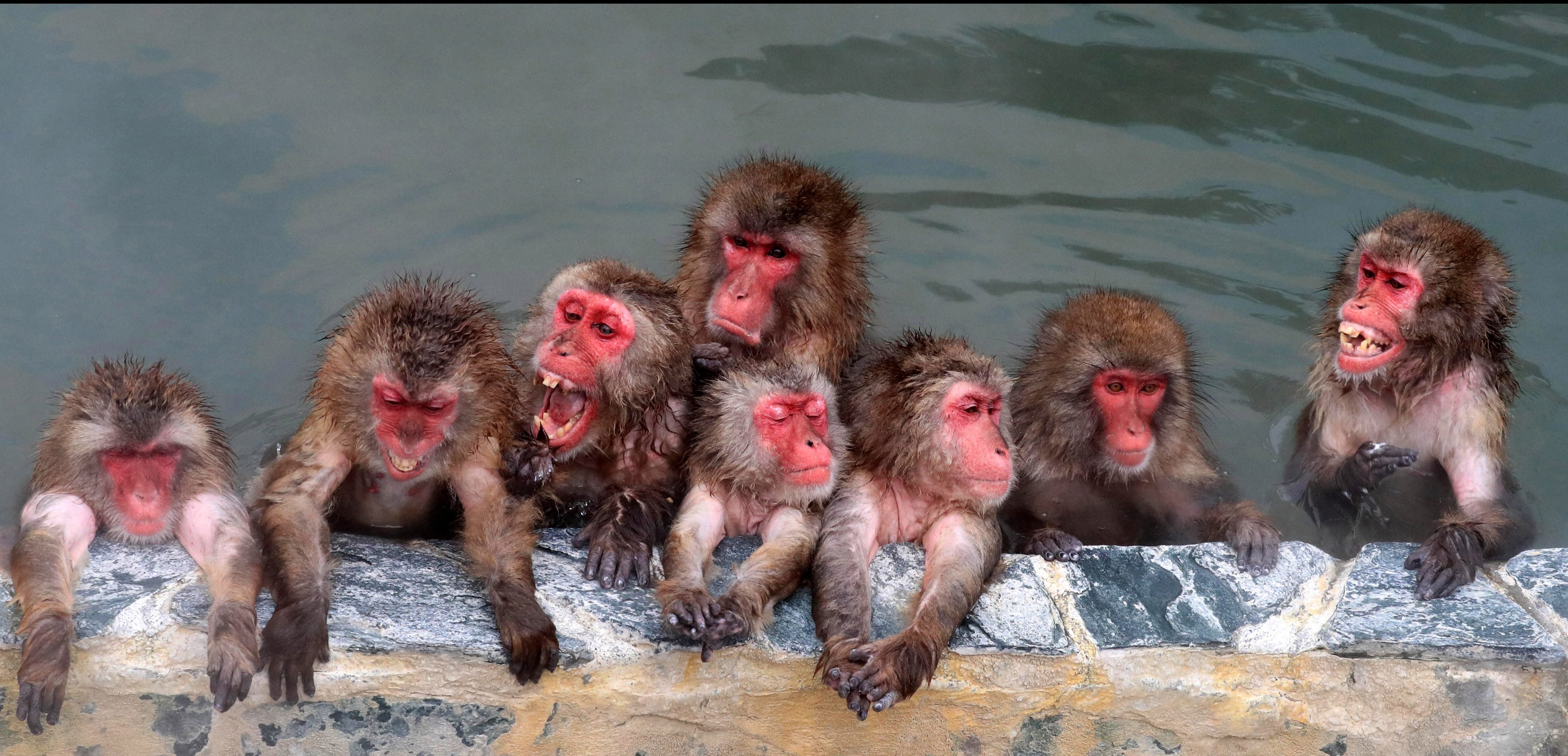 Купание обезьяны в теплой все песни. Обезьянки купаются в горячих источниках в Японии. Обезьяны Японии нежатся в горячих источниках. Макаки острова Хоккайдо. Обезьяна в горячей воде.