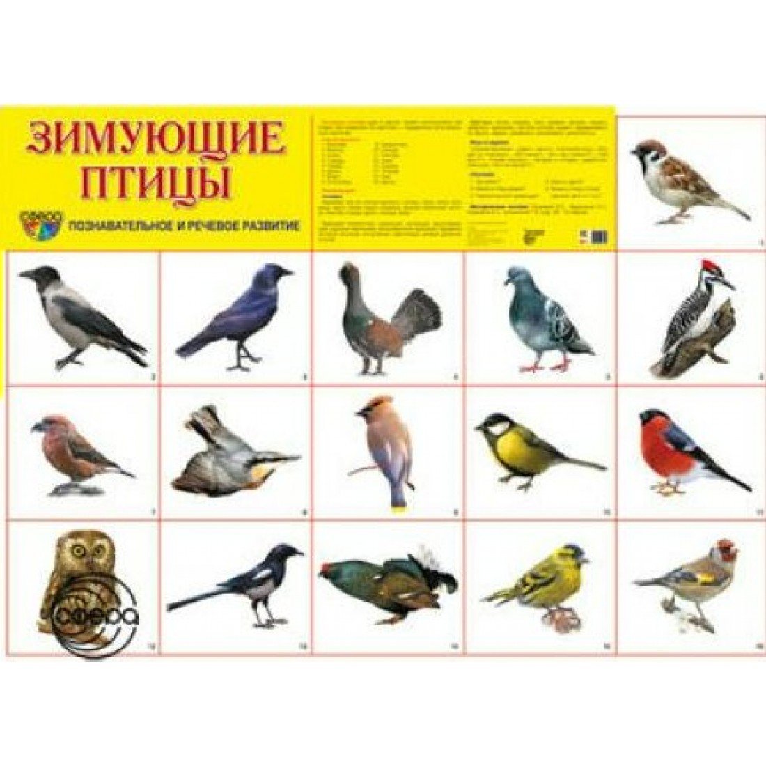 Плакат перелетные птицы зимующие птицы