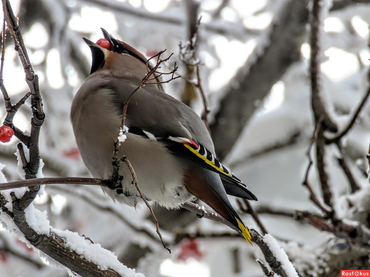 Свиристель в Ленинградской области