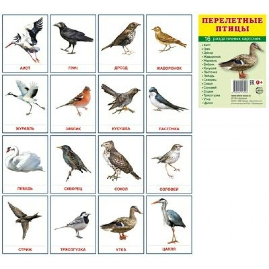 Перелётные птицы карточки с названиями для детей