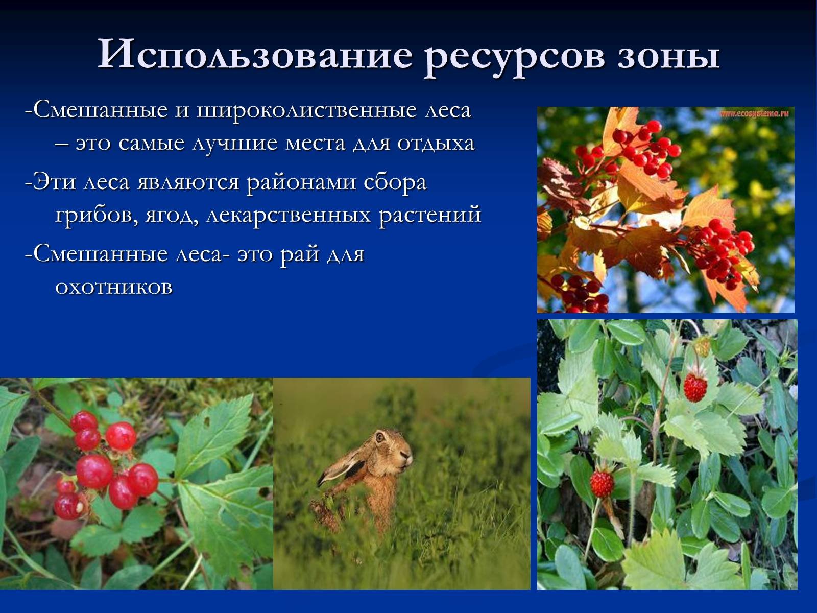 Богатство лесной зоны. Растительность смешанных и широколиственных лесов в России. Смешанные и широколиственные леса растения. Растения смешанных и широколиственных лесов. Растения зоны смешанных лесов.