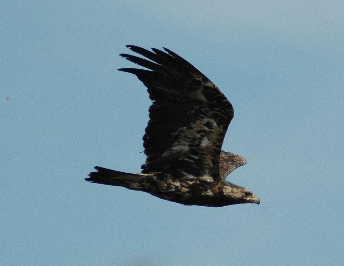 Хищные птицы Самарской Луки