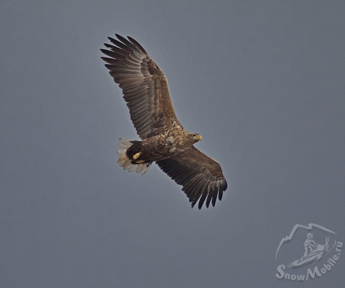Орлан белохвост на Таймыре