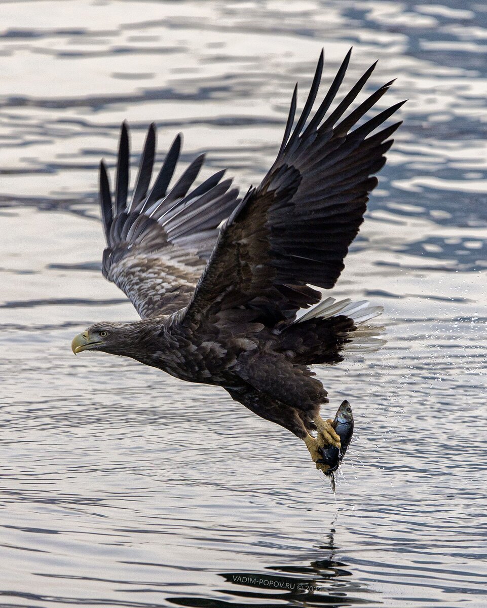 Белоплечий Орлан в полете