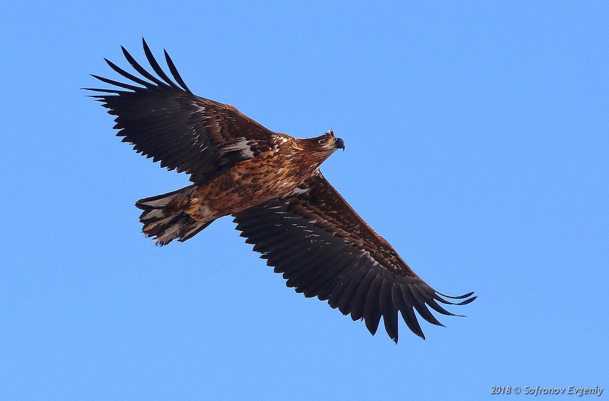 Коршун Удмуртия