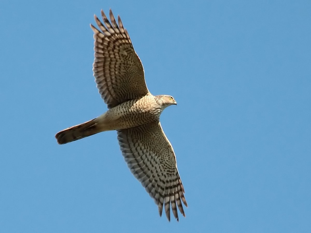 Ястреб-перепелятник определитель