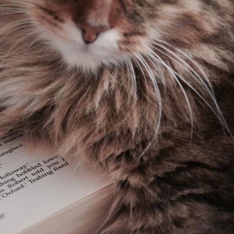 Коты Эстетика бежевого