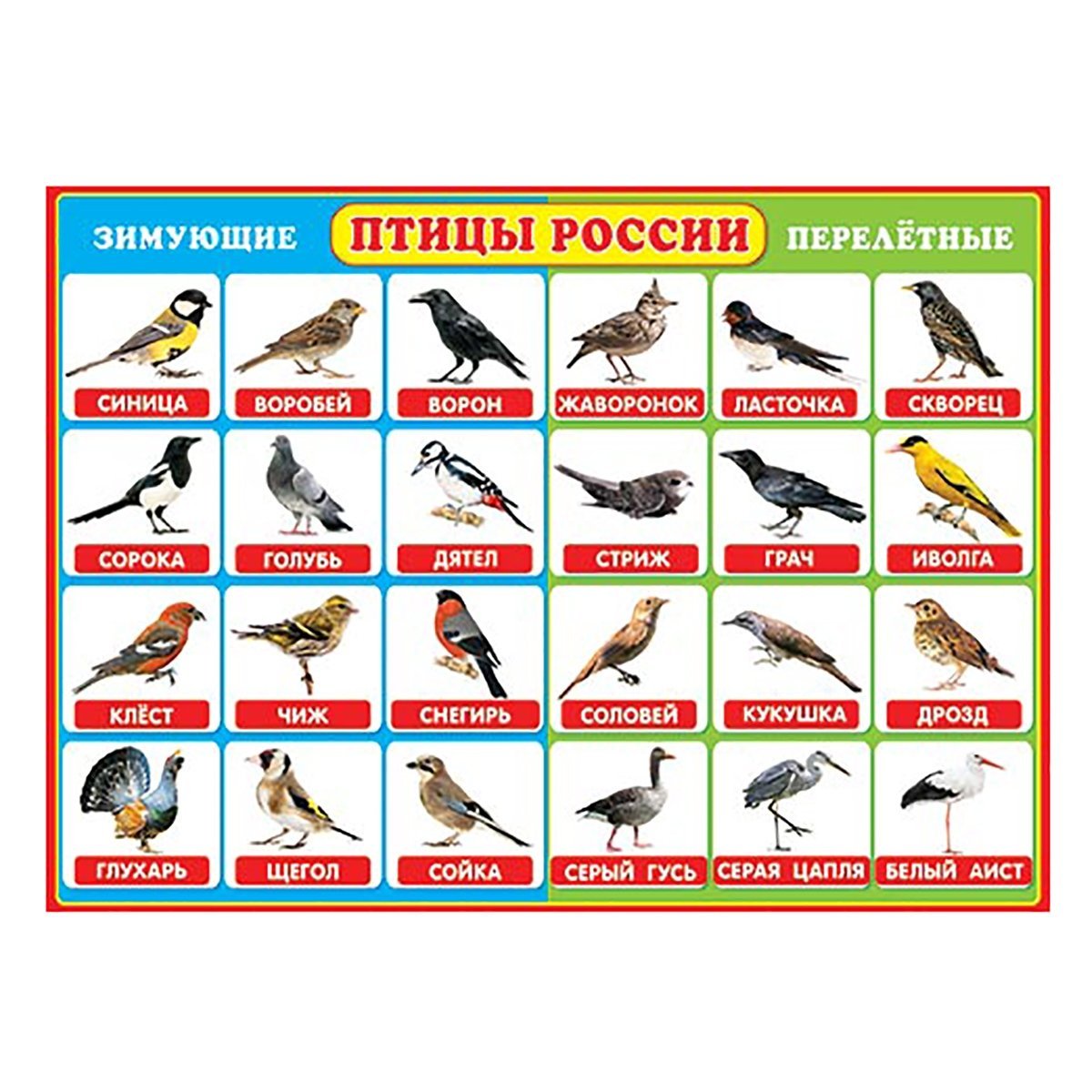 Перелетные и зимующие птицы карточки