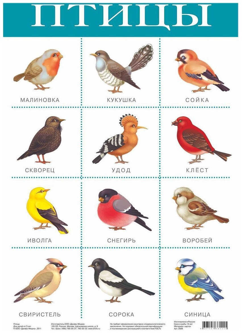 Птицы для детей