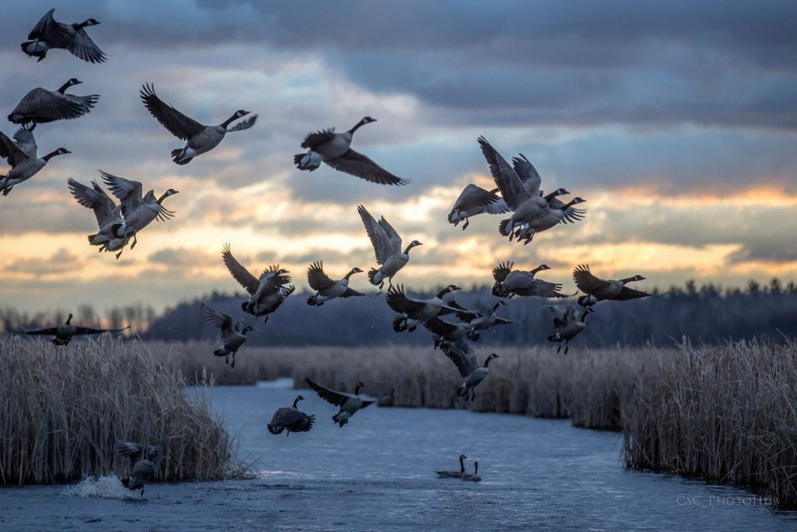 Стаи перелетных птиц осенью
