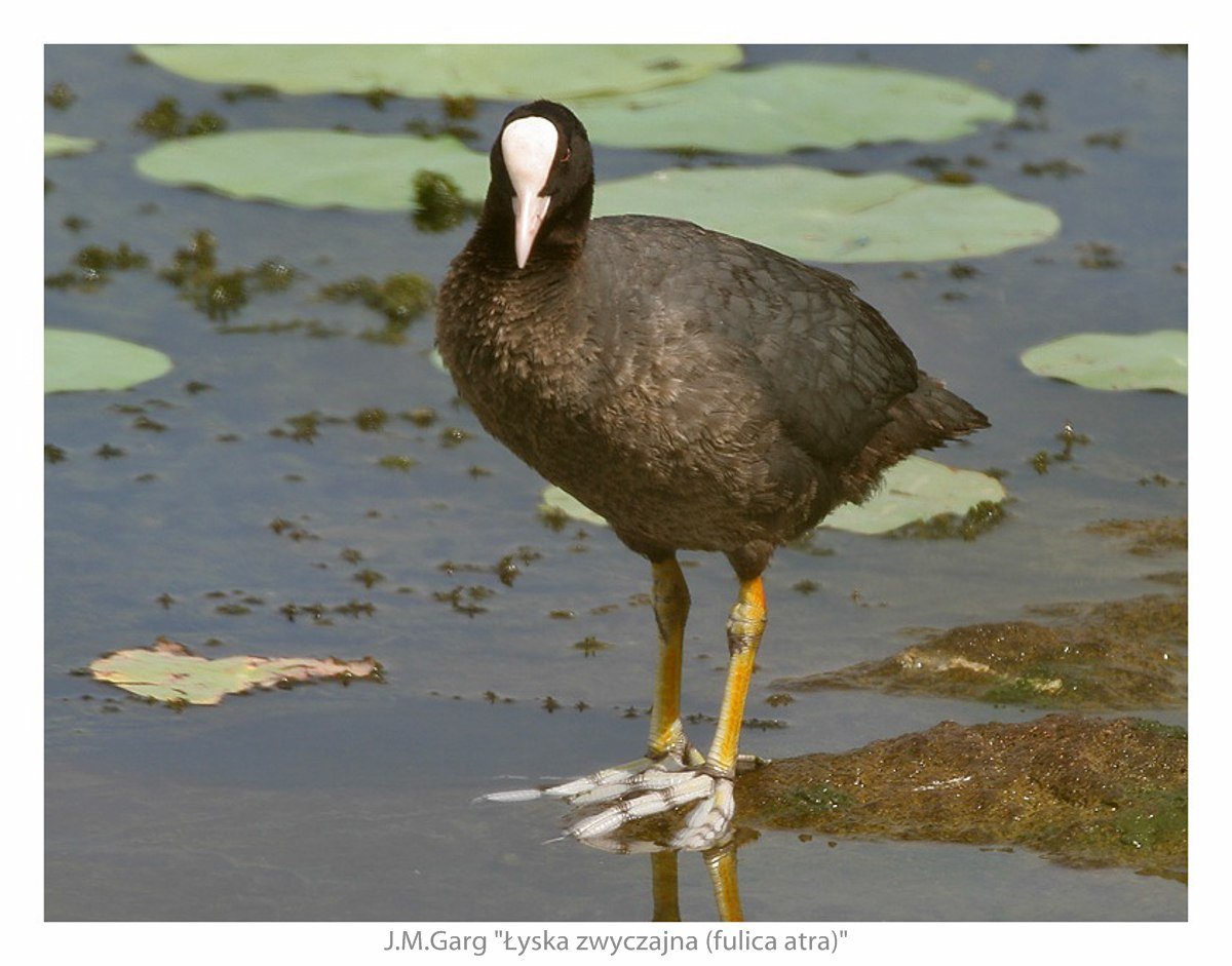 Лысуха дичь