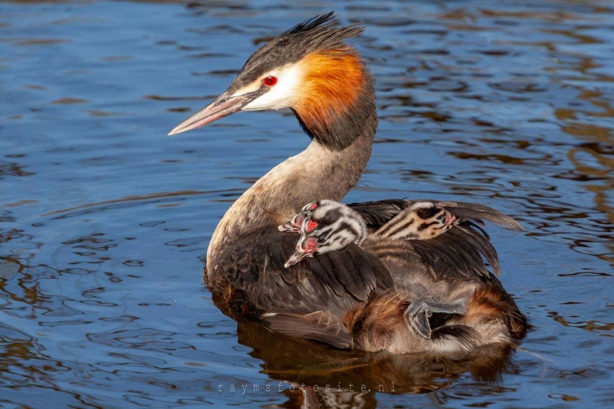Водоплавающая птица с красной головой