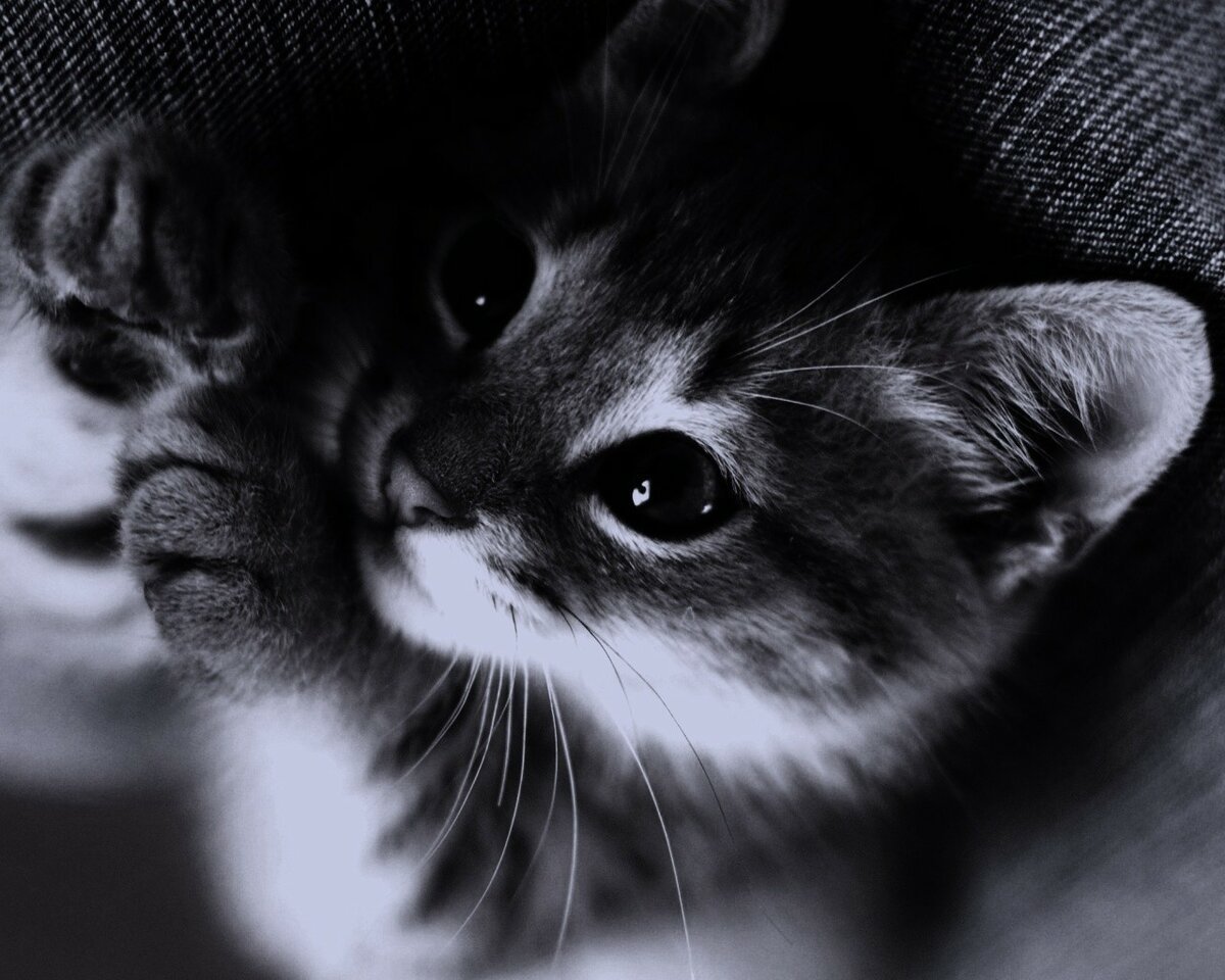 Классные котики на аву