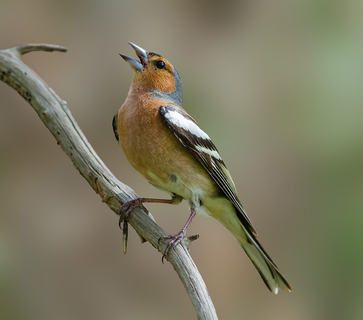 Копетдагский Зяблик