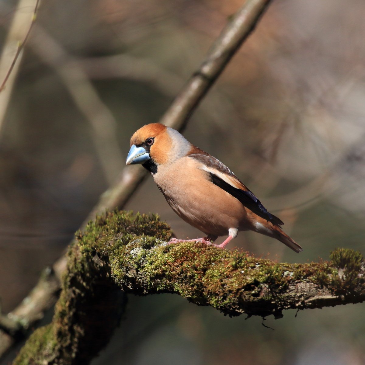 Хохлатый Дубонос