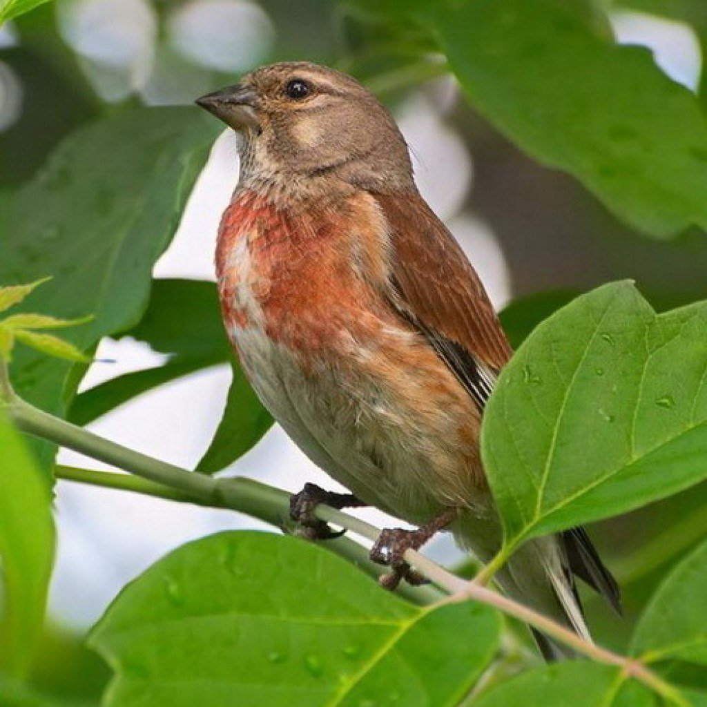 Певчие воробьиные Вьюрковые