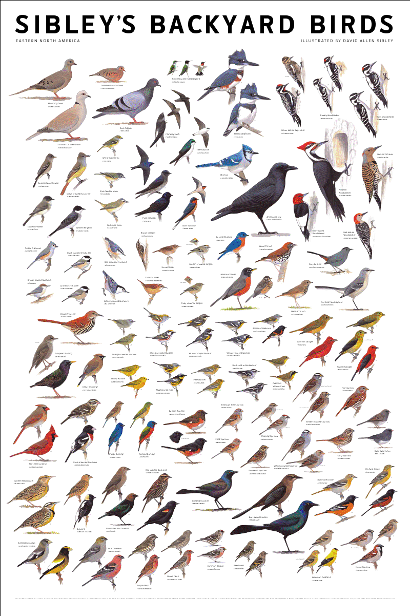 Птицы средней полосы России