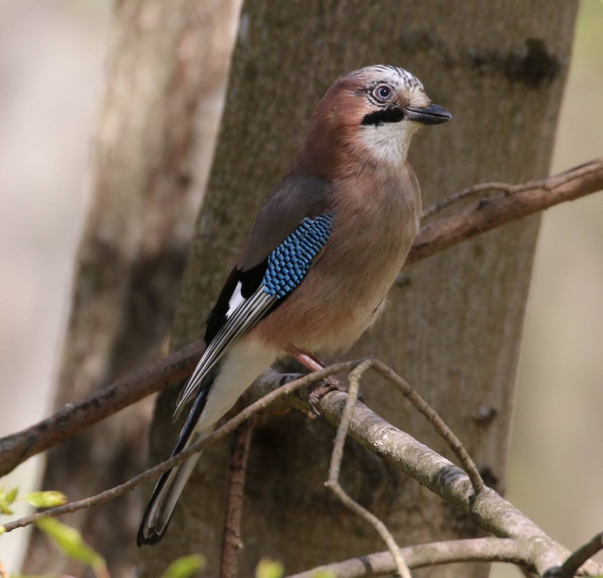 Сойка европейская
