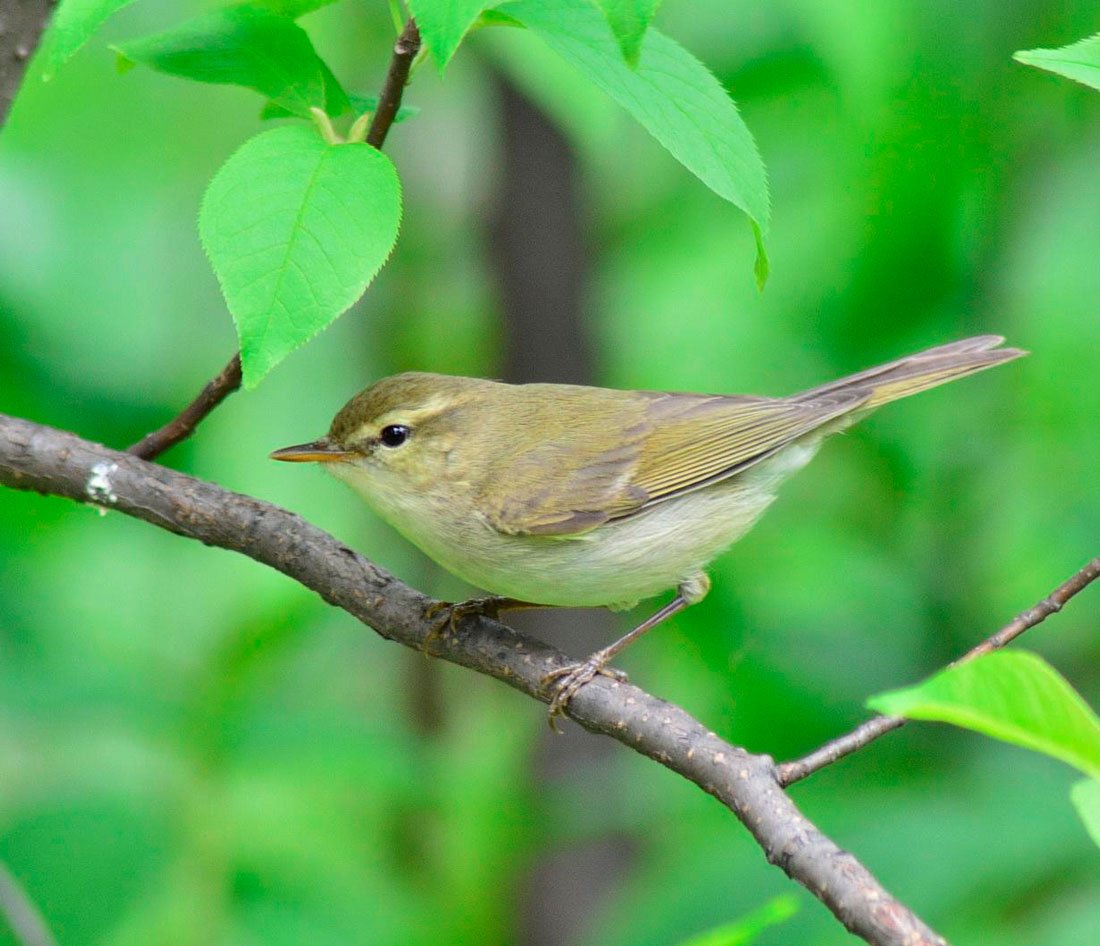 Phylloscopus trochiloides