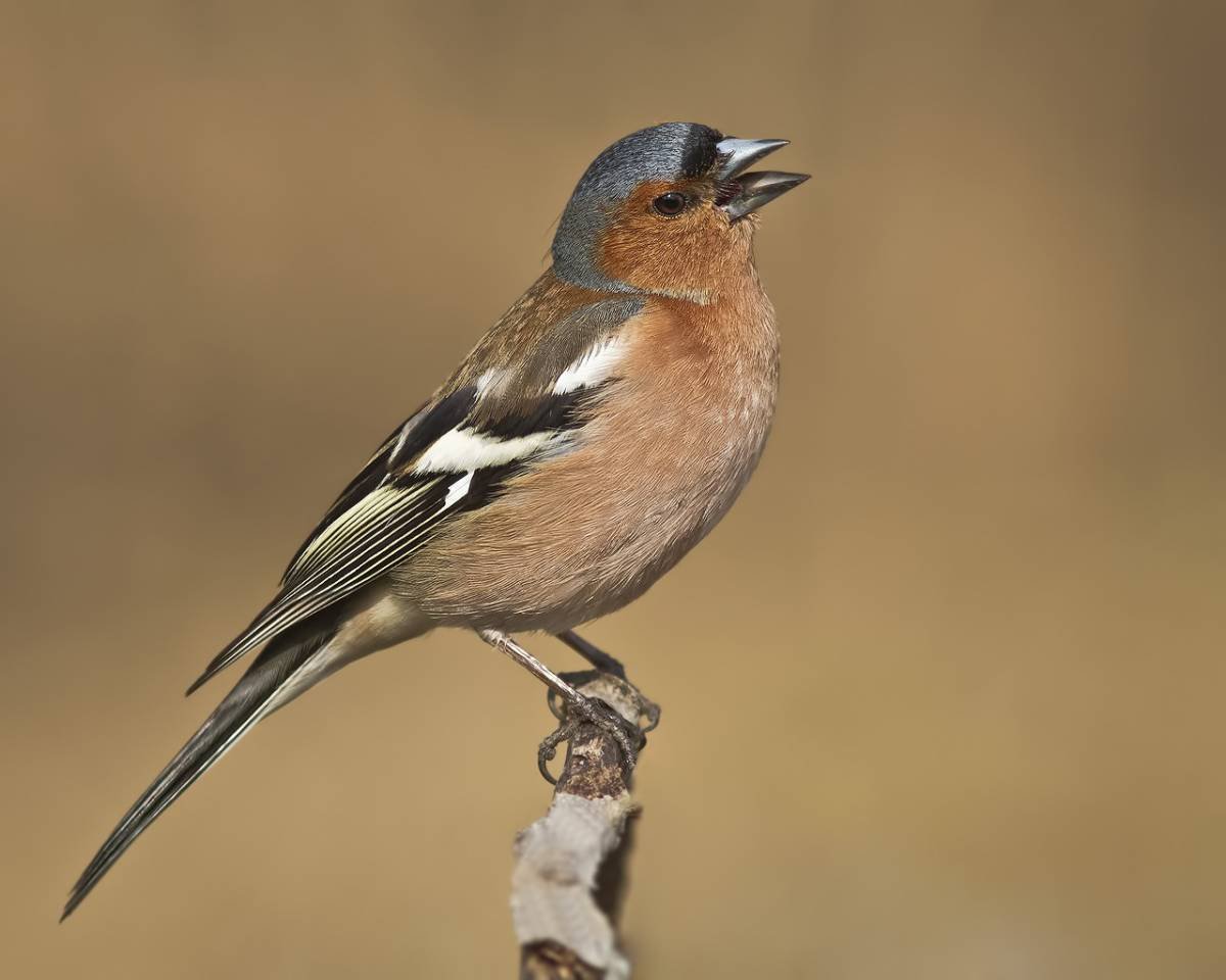 Fringilla COELEBS птица