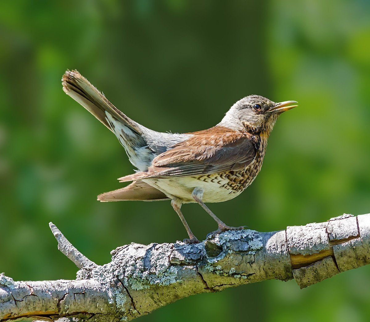 Желтоклювый Дрозд