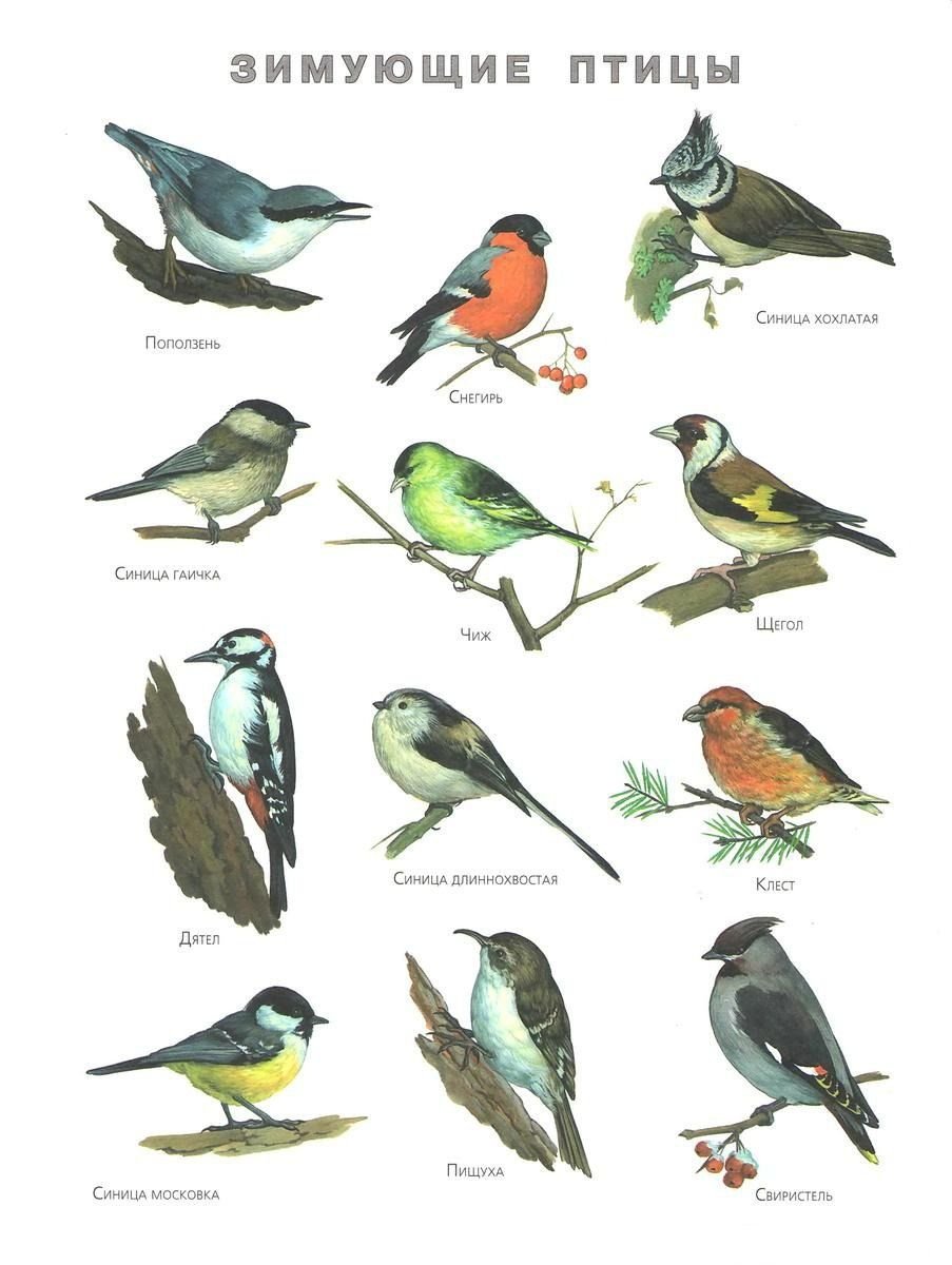 Лесные птицы Татарстана зимующие птицы Татарстана