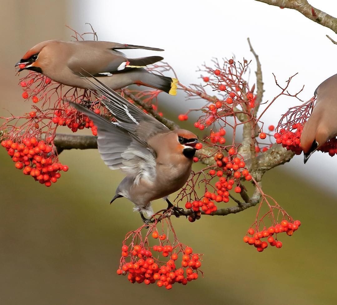 Свиристель самка